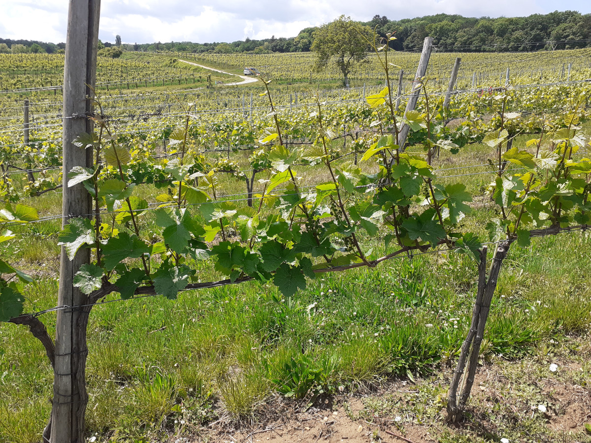 Frühling Weingärten